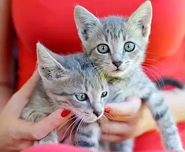 kittens.jpg 